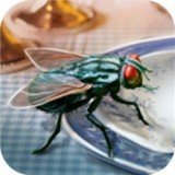 模拟苍蝇生存